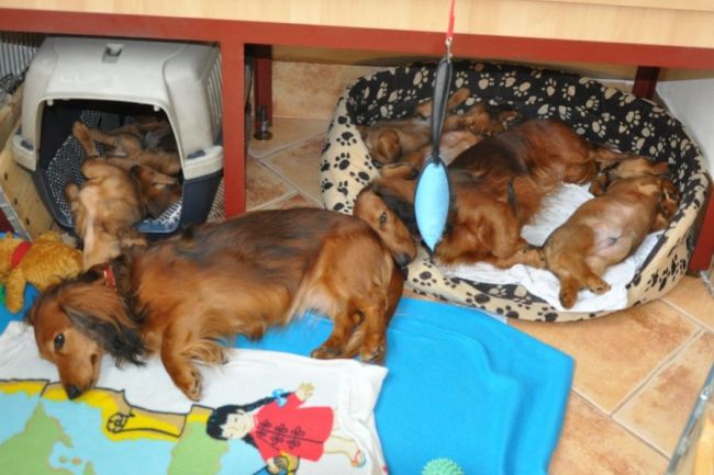 Jamnik d�ugow�osy